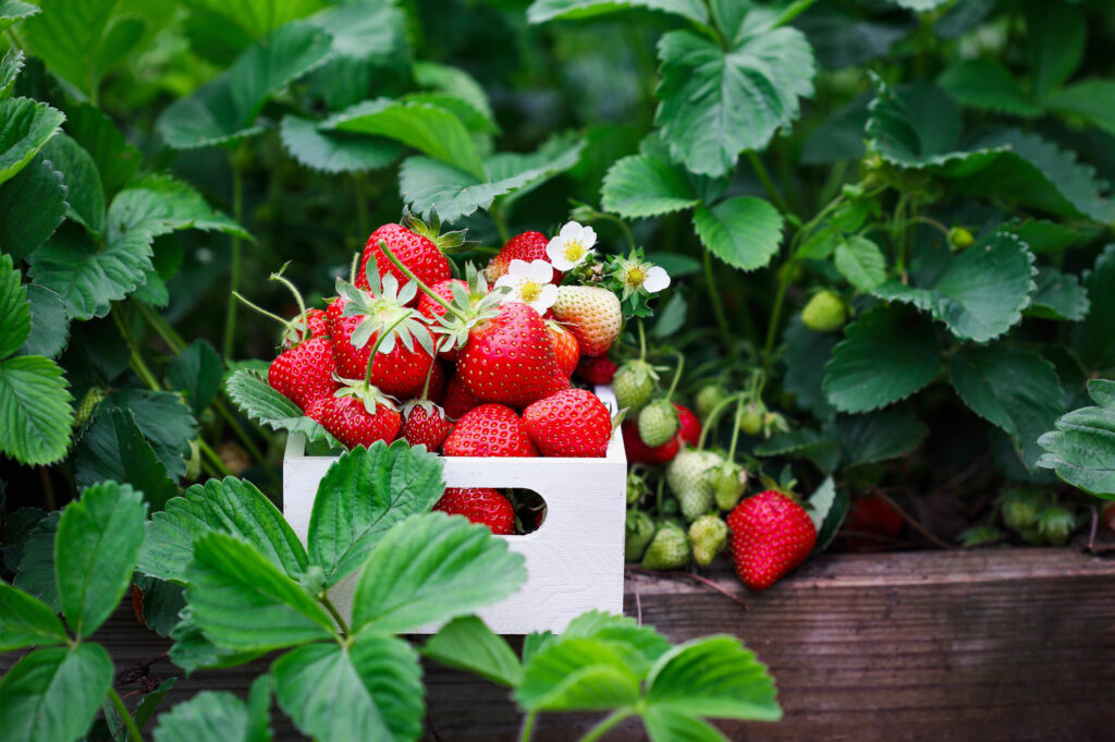 Freshly picked strawberries