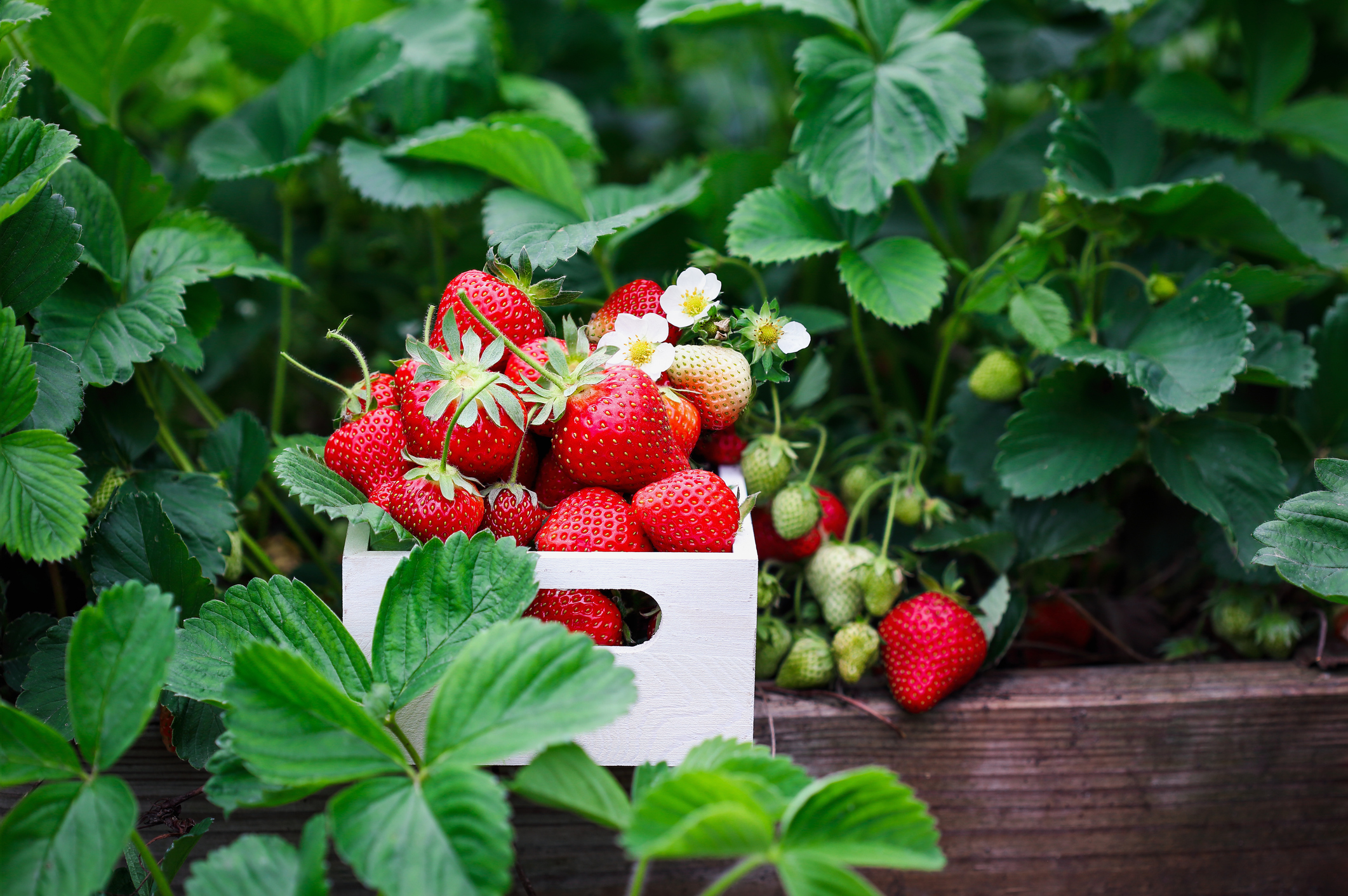 Freshly picked strawberries