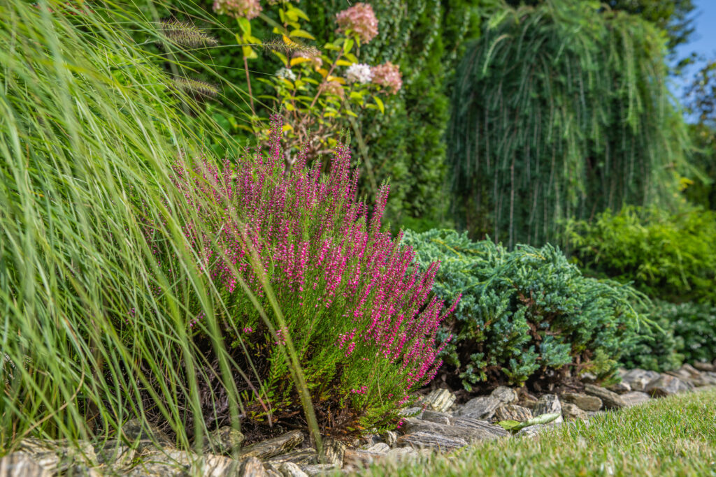 Vibrant purple heather flowers growing in a landscaped garden with green shrubs and rocks."