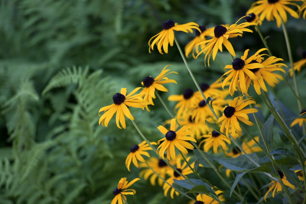 Black eyed susans