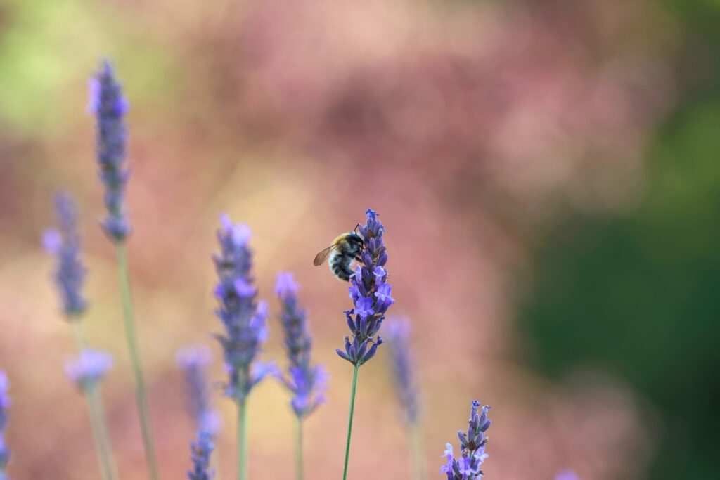 Bumble bee on a lavender sprig