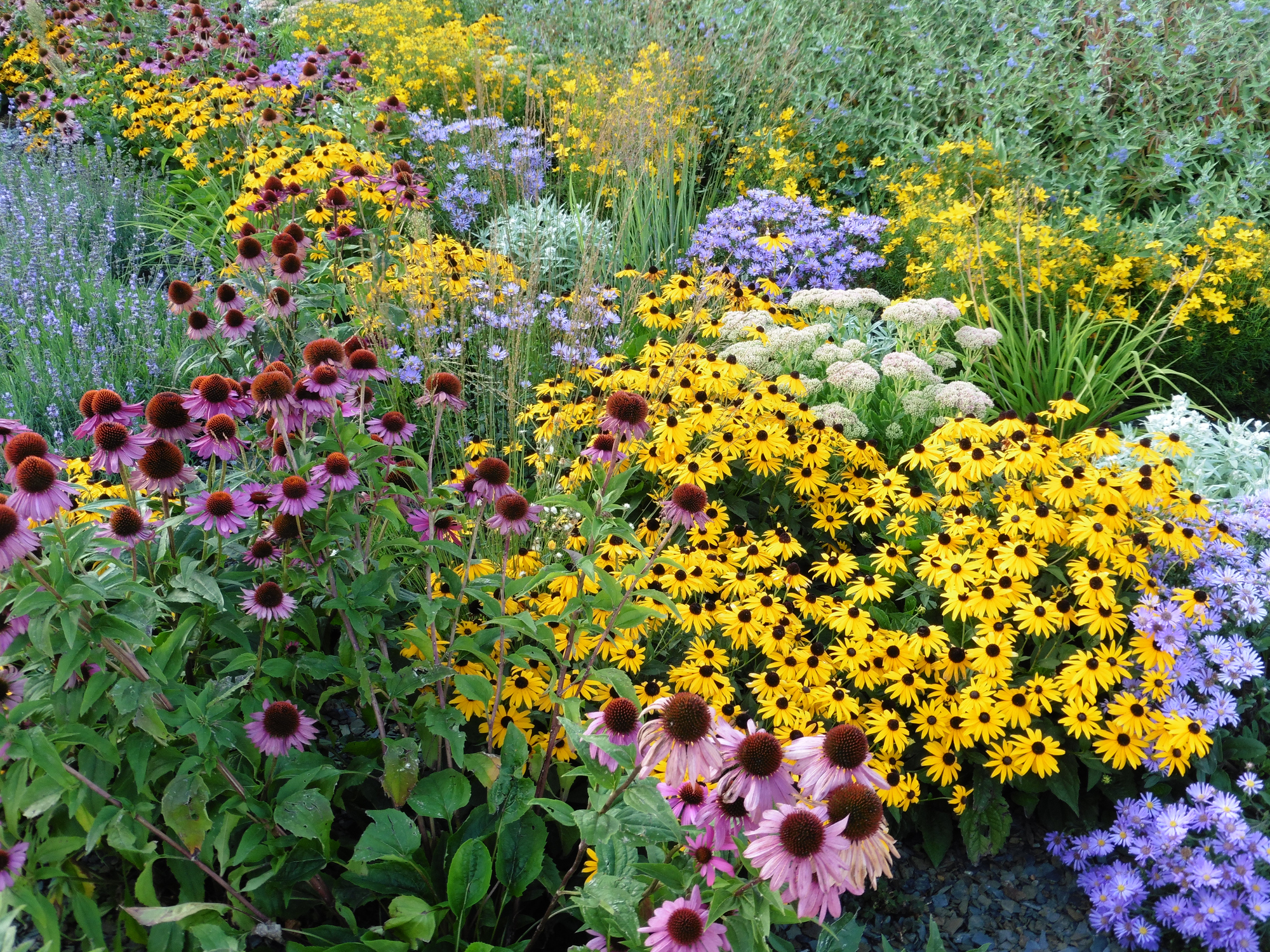 A vibrant perennial garden filled with colorful flowers, lush green foliage, and a variety of plants blooming under the sunlight, creating a serene and picturesque landscape.